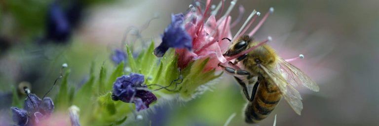 Plante iubite de insectele polenizatoare