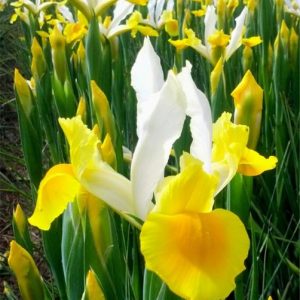 Iris Hollandica Simphony-Pachet 10 bulbi prezentare