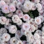 Crizanteme flori de toamna