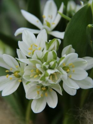 Ornithogalum Balansae prezentare