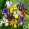 Pachet Promo Iris Mixed Hollandica - 65 buc prezentare