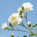 Trandafiri albi Bucuresti