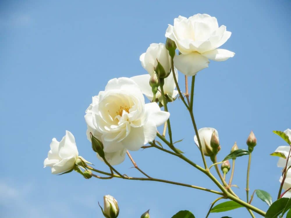 Trandafiri albi Bucuresti