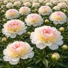 Bujor - Paeonia Top Brass