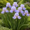 Iris Hong Kong - Pachet 10 bulbi