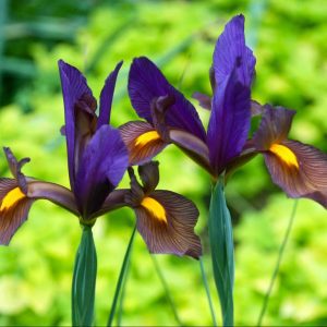 Iris Hollandica King Mauve -Pachet 10 bulbi