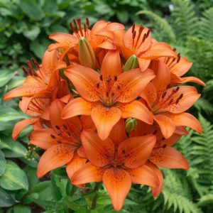 Crin Imperial - Oriental Beau Soleil - 1 bulb