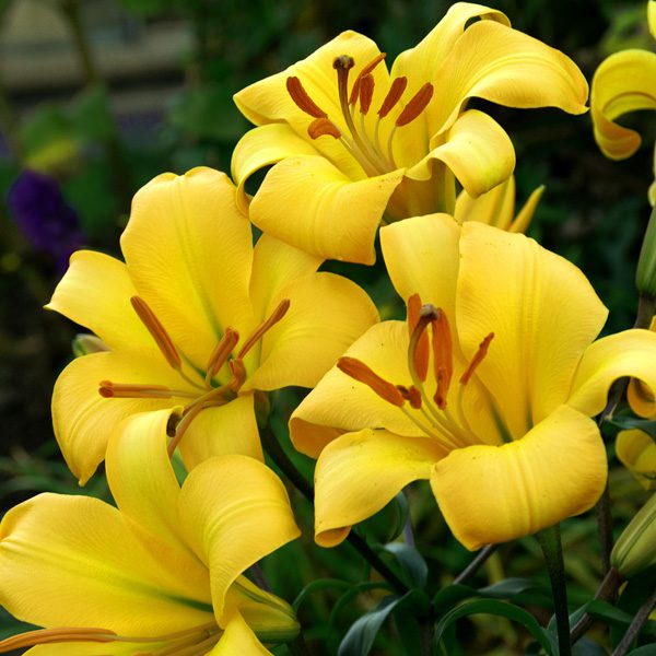 Lilium-Yellow-Planet-PKLILYPL-2 Crin Yellow Planet