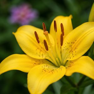 Crin Imperial - Oriental Yellow  Diamond - 1 bulb