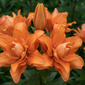 Crin Imperial-Oriental Dublu Charming Beauty – 1 bulb