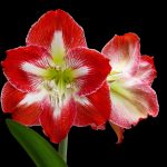 Amaryllis (crinii de cameră): plantare și îngrijire. Sursa: Pixabay.com