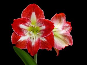 Amaryllis (crinii de cameră): plantare și îngrijire. Sursa: Pixabay.com