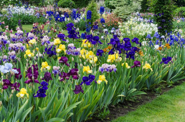 Cum să crești iriși: ghidul complet al florilor de iris