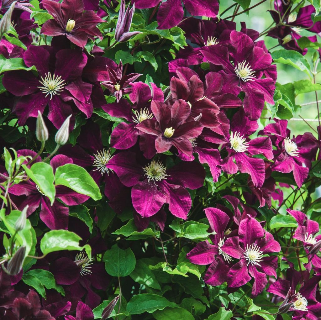 Clematis