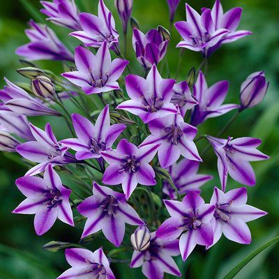 Ipheion Wisley Blue Triteleia Uniflora - Pachet 10 Bulbi	