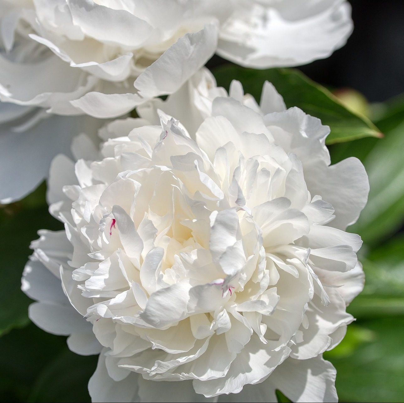 pachet de bulbi ranunculus de diverse culori