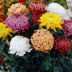 Pachet Mixt -5 Radacini Crizanteme