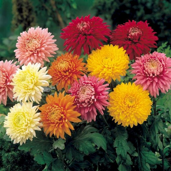 image_750x_6564b6b54b012 Pachet Mixt -5 Radacini Crizanteme