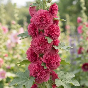Nalba de gradina (Alcea rosea Chaters Double rose) - in ghiveci